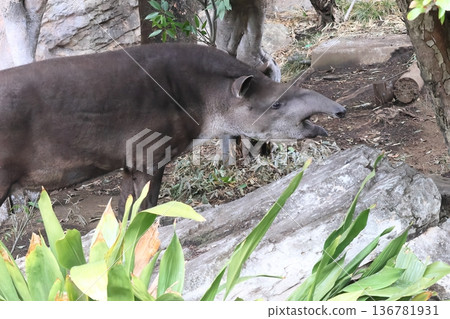 American tapir American tapir 136781931
