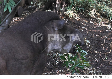 American tapir 136781932