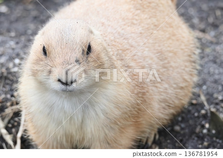 Ogro草原土撥鼠 Ogro草原土撥鼠 136781954