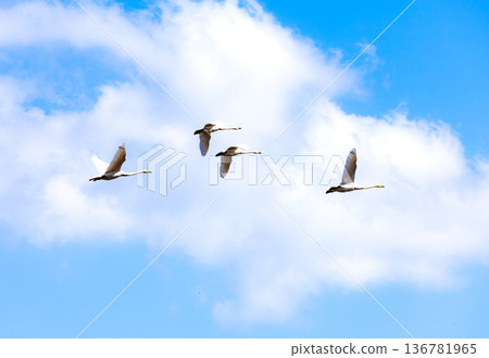 一群天鵝在藍天中飛翔 136781965