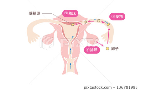 Medical illustration showing the process of human fertilization and implantation Medical illustration showing the process of human fertilization and implantation 136781983