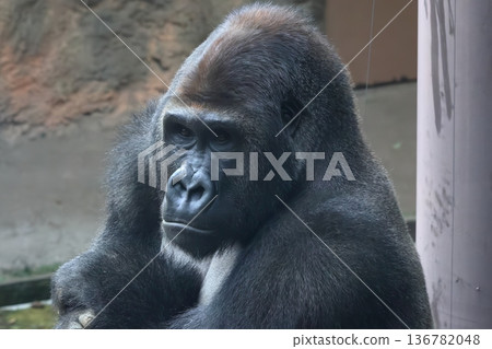 Nishi Roland gorilla 136782048