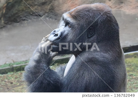 Nishi Roland大猩猩 136782049