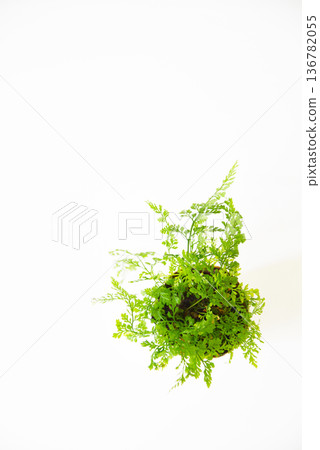 綠葉和白色背景 136782055