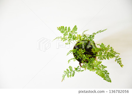 植物葉片在陽光下閃閃發光 植物葉片在陽光下閃閃發光 136782056