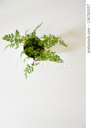 鳥瞰室內植物 136782057