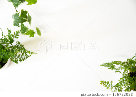 室內植物背景圖片 136782058