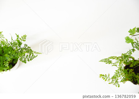 室內植物背景圖片 136782059