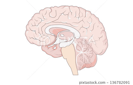 Brain cross-section illustration (side view, neuroanatomy, brain structure) 136782091