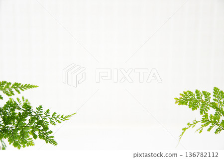 室內植物背景圖片 室內植物背景圖片 136782112