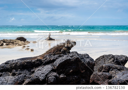 Marine iguana on rocks at Puerto Villamil beach, Galapagos, Ecuador Marine iguana on rocks at Puerto Villamil beach, Galapagos, Ecuador 136782130