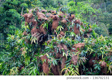 Bird nests in the lush trees of Cuyabeno Reserve, Ecuador 136782131