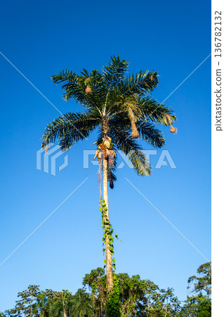Tall palm trees in the Cuyabeno reserve, Ecuador 136782132