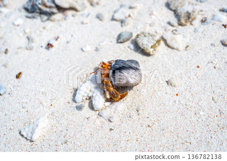 Hermit crab on a white sand beach in Maupiti, French Polynesia Hermit crab on a white sand beach in Maupiti, French Polynesia 136782138