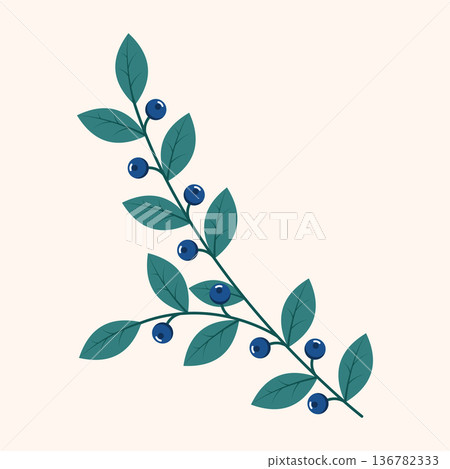 Blueberries. Winter plant. Winter branches and leaves. Winter floral elements. Holiday decoration. Vector illustration 136782333