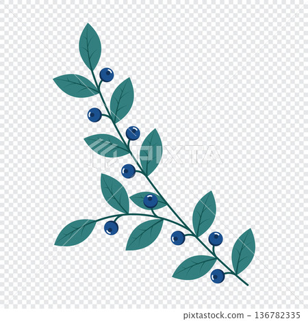 Blueberries. Winter plant. Winter branches and leaves. Winter floral elements. Holiday decoration. Vector illustration Blueberries. Winter plant. Winter branches and leaves. Winter floral elements. Holiday decoration. Vector illustration 136782335