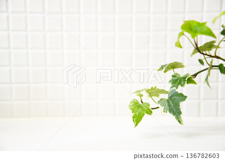 明亮的白色背葉植物 明亮的白色背葉植物 136782603