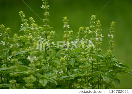 A bee resting on a basil flower A bee resting on a basil flower 136782651