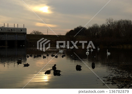 Evening scenery with swans, Kawajima Town, Saitama Prefecture Evening scenery with swans, Kawajima Town, Saitama Prefecture 136782879