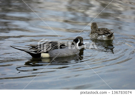 Mother duck chasing duckling 136783074