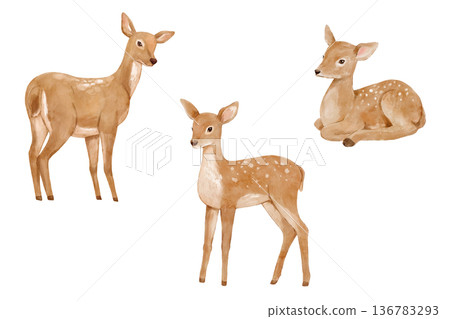 Watercolor realistic deer. Forest animal isolated illustration perfect for cards and nursery posters. 136783293