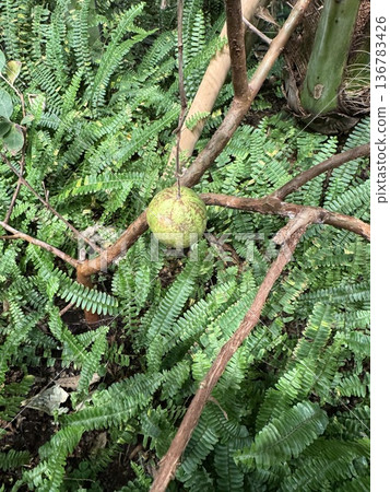 Guava fruit Guava fruit 136783426