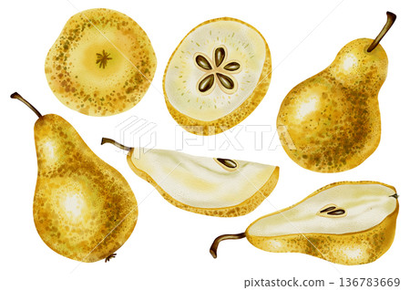 Watercolor illustration of ripe pears, whole and sliced. Watercolor fruits. Ideal for use in food packaging, cookbook covers, and marketing advertising. Watercolor illustration of ripe pears, whole and sliced. Watercolor fruits. Ideal for use in food packaging, cookbook covers, and marketing advertising. 136783669