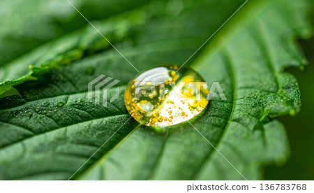 A macro closeup of a yellow caterpillar on a green leaf captures the intricate detail of the insect amidst the lush flora of a summer garden after a spring rain 136783768