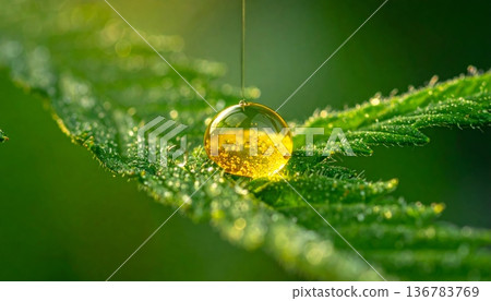 A macro closeup of a yellow caterpillar on a green leaf captures the intricate detail of the insect amidst the lush flora of a summer garden after a spring rain A macro closeup of a yellow caterpillar on a green leaf captures the intricate detail of the insect amidst the lush flora of a summer garden after a spring rain 136783769