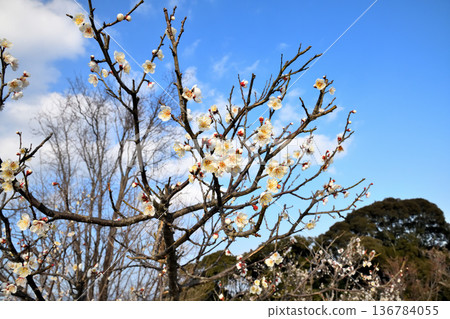 Plum blossom  136784055
