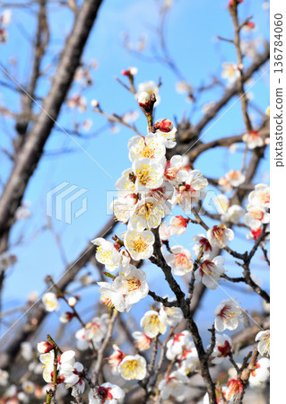 梅花 136784060