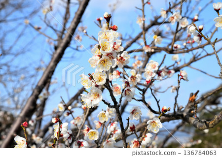 Plum blossom Plum blossom 136784063