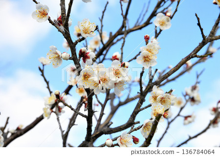 Plum blossom Plum blossom 136784064