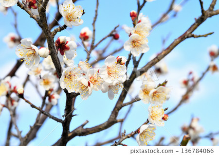 Plum blossom  136784066