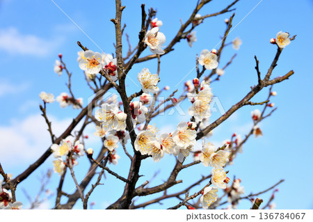 Plum blossom  136784067
