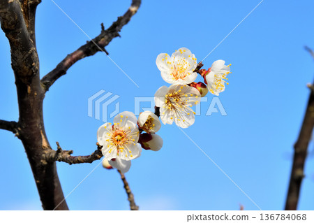Plum blossom Plum blossom 136784068