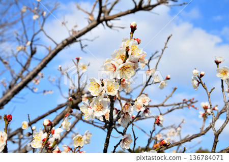 Plum blossom Plum blossom 136784071
