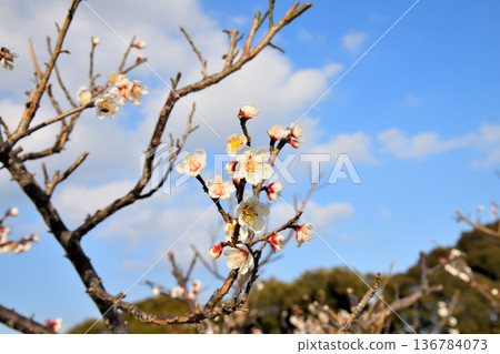 Plum blossom  136784073
