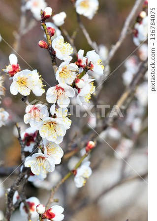 Plum blossom  136784075
