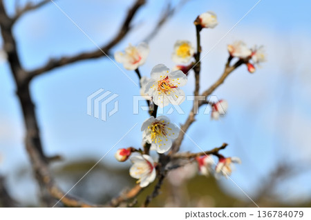Plum blossom  136784079
