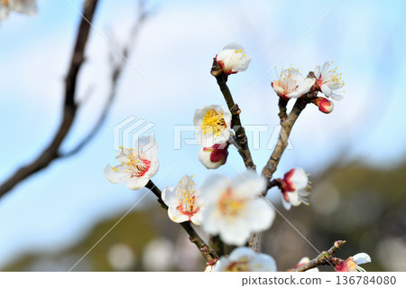 Plum blossom  136784080
