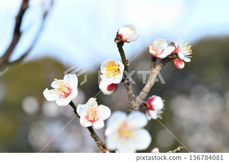 Plum blossom Plum blossom 136784081