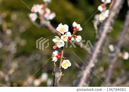 Plum blossom Plum blossom 136784082