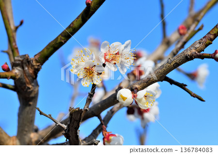 Plum blossom  136784083