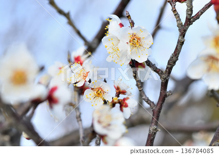 Plum blossom Plum blossom 136784085