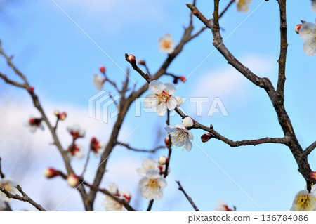 梅花 梅花 136784086