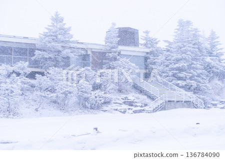 《長野縣》冬季霧谷高原，原始霜凍森林 136784090