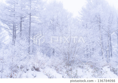 《Nagano Prefecture》 Kirigamine plateau in winter, a primeval forest of hoarfrost 136784098
