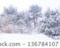 《長野縣》冬季霧谷高原，原始霜凍森林 136784107