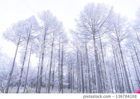 《Nagano Prefecture》 Kirigamine plateau in winter, a primeval forest of hoarfrost 《Nagano Prefecture》 Kirigamine plateau in winter, a primeval forest of hoarfrost 136784108